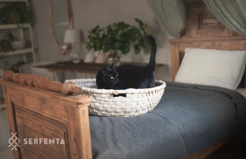 Zdjęcie przedstawia czarnego kota w koszu na zabwki.
